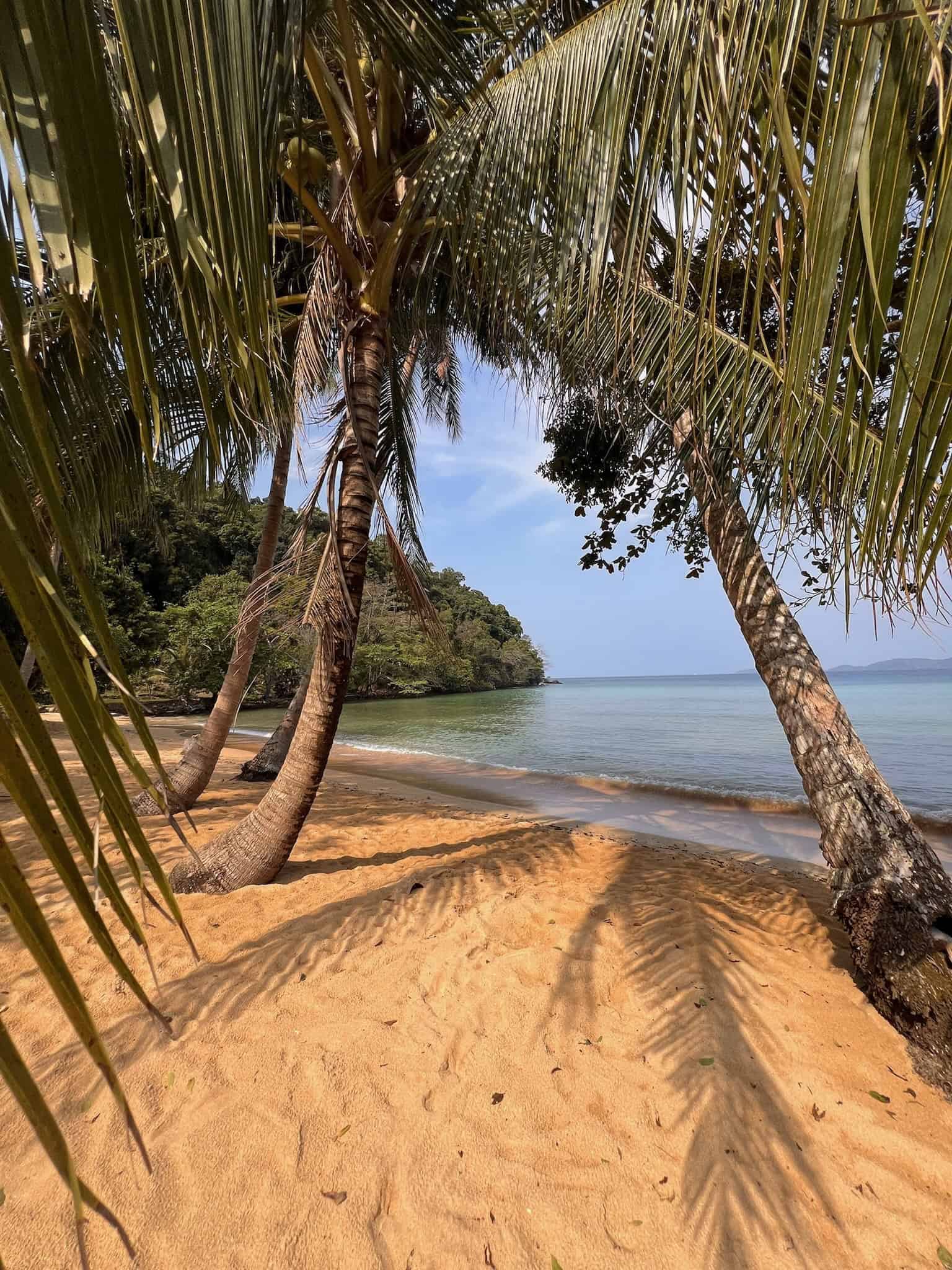 Beach with palm trees and turquoise sea, tropical island coastal scene, sunny weather and sandy shoreline, perfect for relaxation and holiday vacations in a natural paradise.