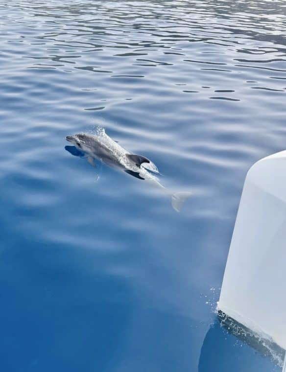 Delfin in Turcia