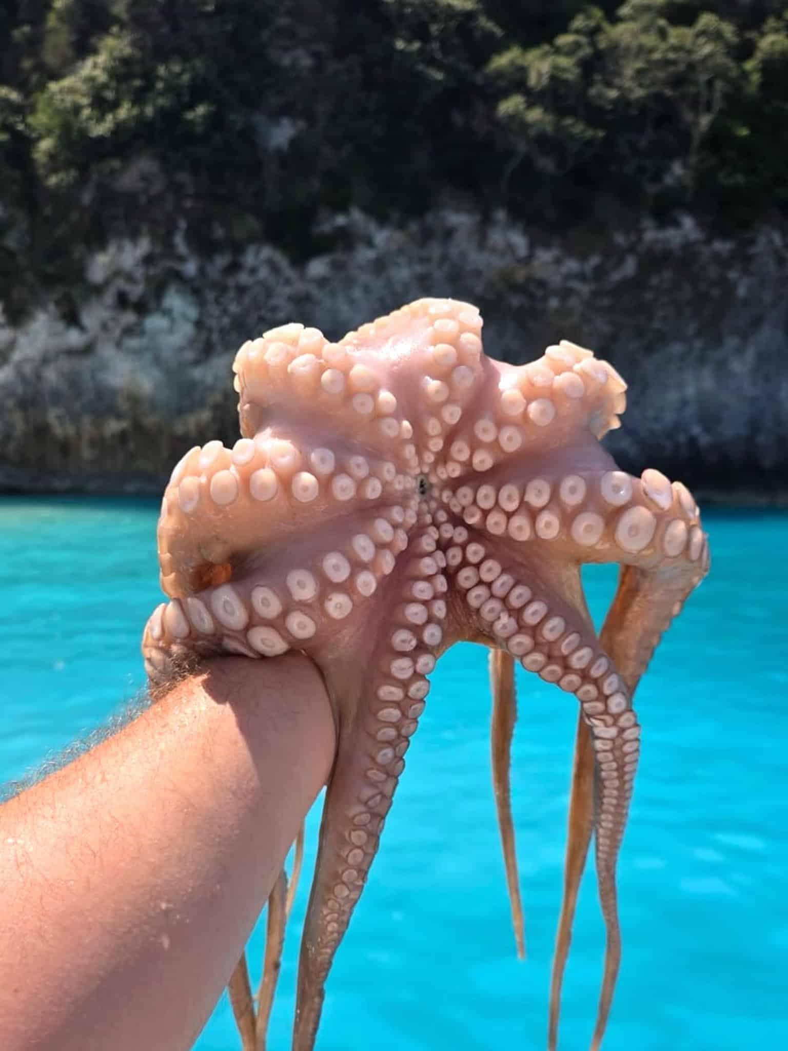 Pikasea-in-corfu-15