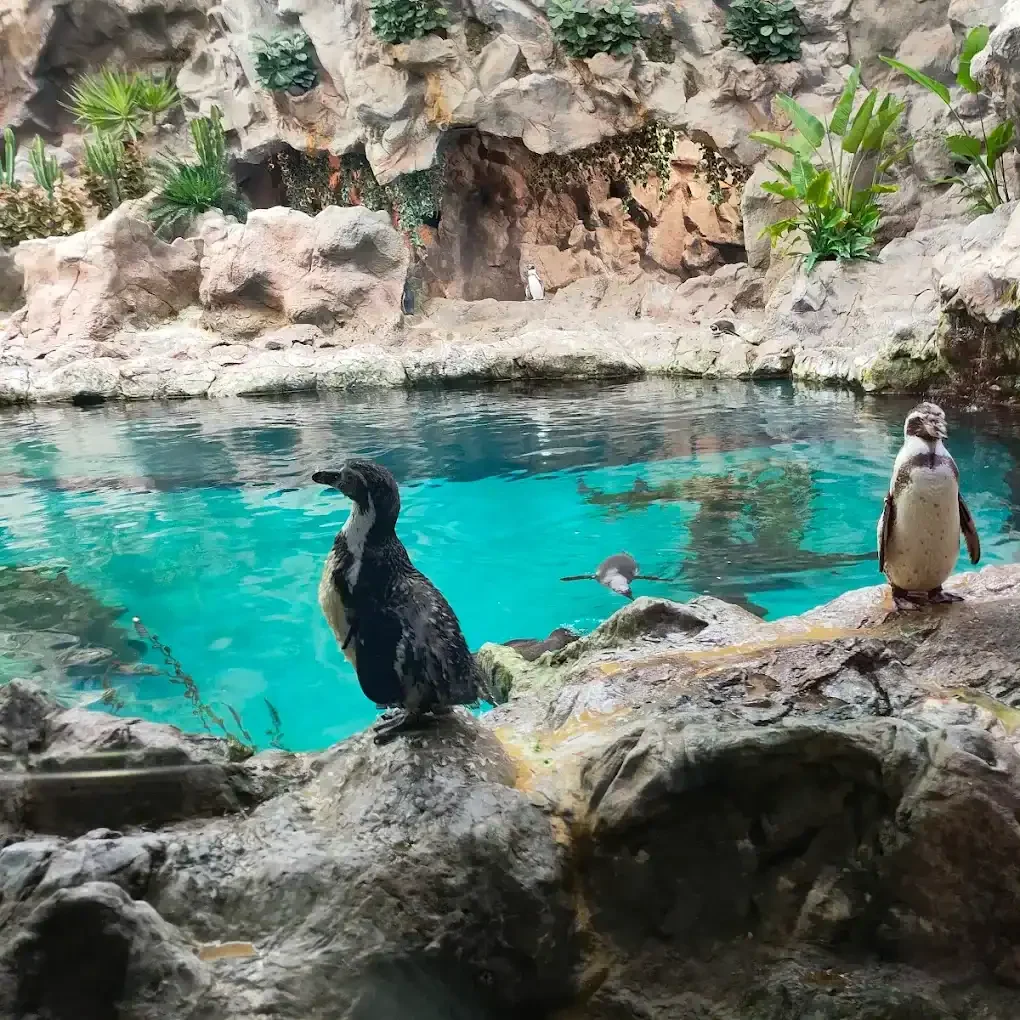 Penguins standing on rocks beside a bright blue pool in Tenerife, showcasing a naturalistic habitat with lush greenery and rocky formations, perfect for a memorable vacation experience.